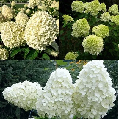 Комплект НЕЖНЫЙ КАПУЧИНО в Томске