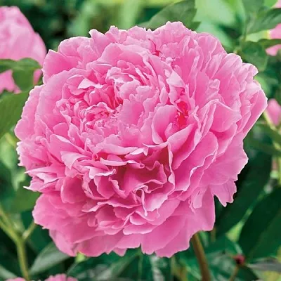 Пион МИСС ЭКХАРТ травянистый  Пион МИСС ЭКХАРТ травянистый в Томске