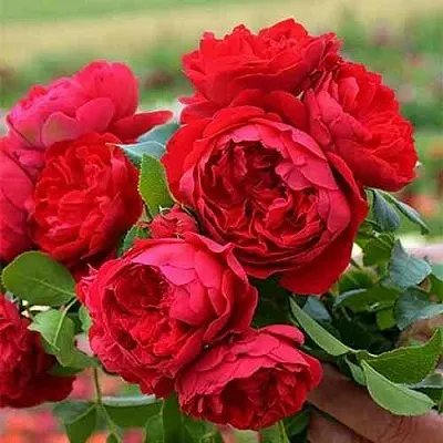 Саженцы роз ФЛОРЕНТИНА плетистая  Саженцы роз ФЛОРЕНТИНА плетистая в Томске