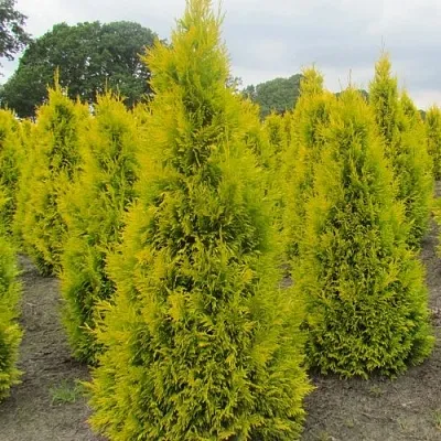 Туя САНКИСТ западная  Туя САНКИСТ западная в Томске