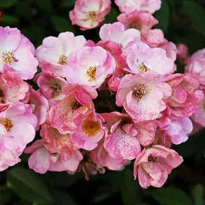 Саженцы роз АЛДЕН БИЗЕН мускусная  Саженцы роз АЛДЕН БИЗЕН мускусная в Томске