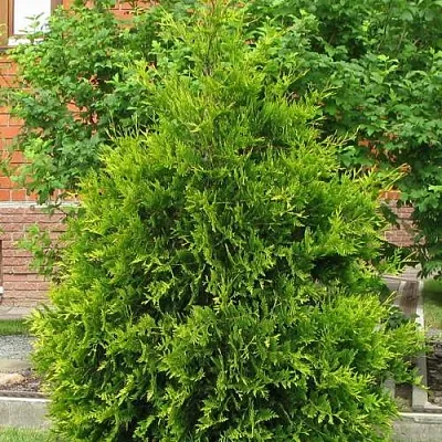 Туя АНЯ (АНИЕ) западная в Томске