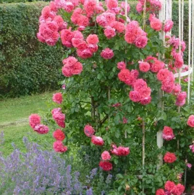 Саженцы роз РОЗЕУМ ЮТЕРСОН плетистая — описание сорта Саженцы роз РОЗЕУМ ЮТЕРСОН плетистая в Томске