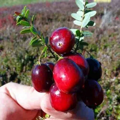 Клюква СТАНКОВИЧ  Клюква СТАНКОВИЧ в Томске