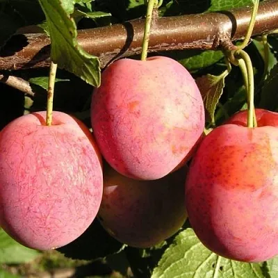 Слива ВИКТОРИЯ  Слива ВИКТОРИЯ в Томске