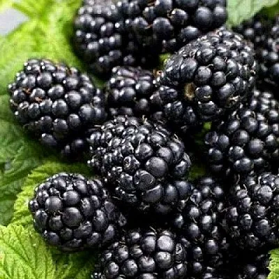 Ежевика БЖЕЗИНА бесшипная  Ежевика БЖЕЗИНА бесшипная в Томске