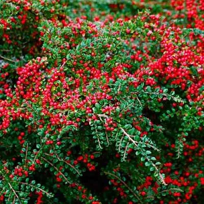 Кизильник горизонтальный в Томске