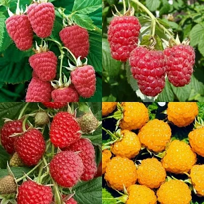 Комплект МАЛИНОВОЕ АССОРТИ в Томске