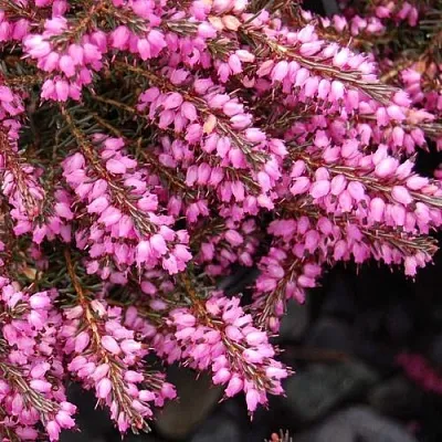 Эрика СТИНКЕ дарленская  Эрика СТИНКЕ дарленская в Томске