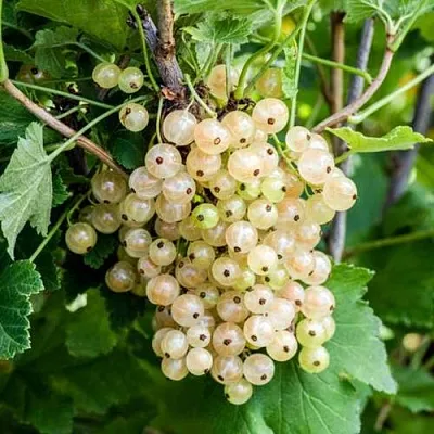 Смородина белая БЕЛАЯ ПОТАПЕНКО  Смородина белая БЕЛАЯ ПОТАПЕНКО в Томске