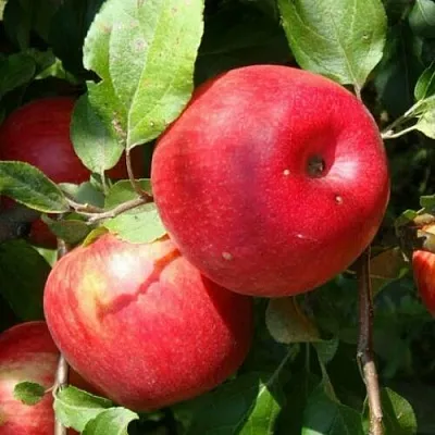 Яблоня ВАЛЕРИЯ  Яблоня ВАЛЕРИЯ в Томске