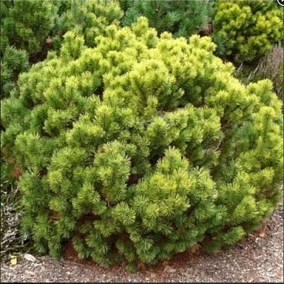 Ель ДАНС ДВАРФ обыкновення в Томске