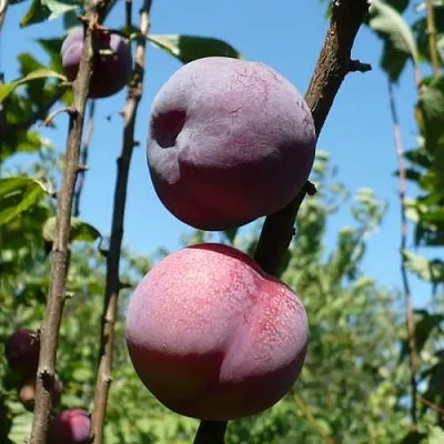 Плумкот ВЕЙ ВОНГ  Плумкот ВЕЙ ВОНГ в Томске