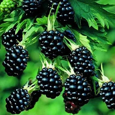 Ежевика КИТАНИНИ бесшипная  Ежевика КИТАНИНИ бесшипная в Томске