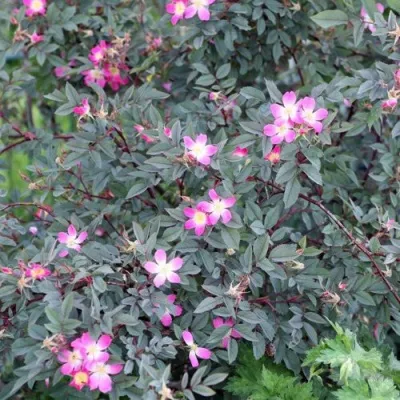 Саженцы роз сизая — описание сорта Саженцы роз сизая в Томске