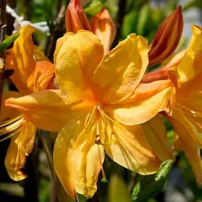 Азалия ГОЛДЕН ЛАЙТС листопадная  Азалия ГОЛДЕН ЛАЙТС листопадная в Томске