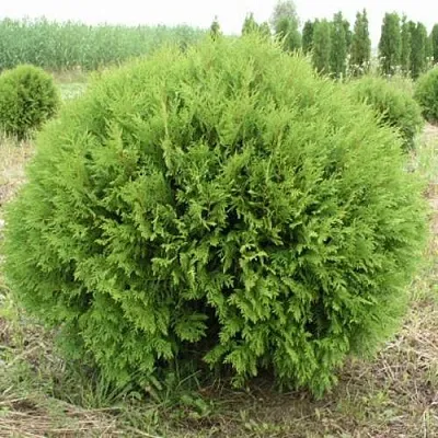 Туя ГЛОБОЗА западная в Томске