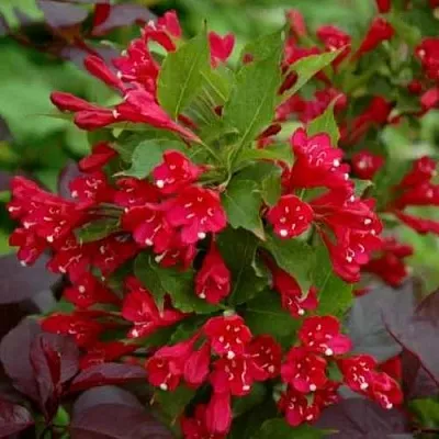 Вейгела РЕД ПРИНЦ  Вейгела РЕД ПРИНЦ в Томске