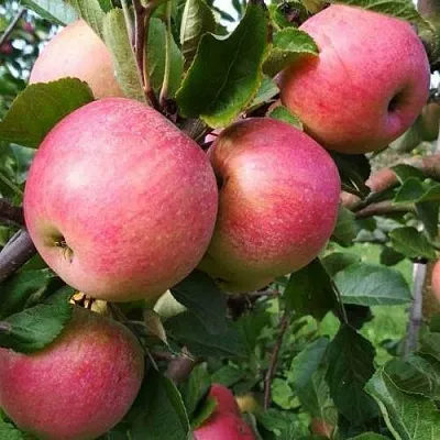 Яблоня ТЕРЕМОК  Яблоня ТЕРЕМОК в Томске