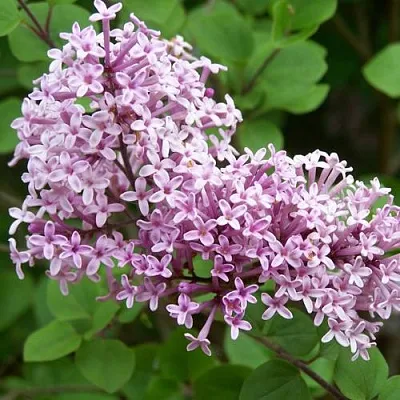 Сирень ПАЛИБИН   Сирень ПАЛИБИН  в Томске