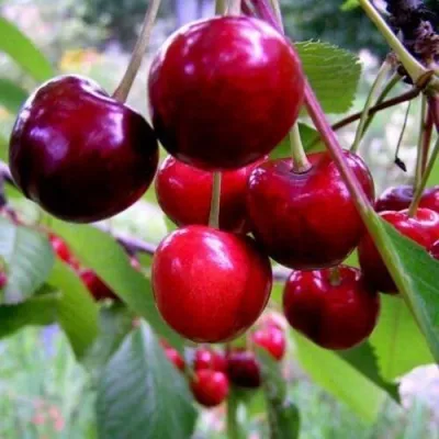 Черешня ТЮТЧЕВКА — описание сорта Черешня ТЮТЧЕВКА в Томске