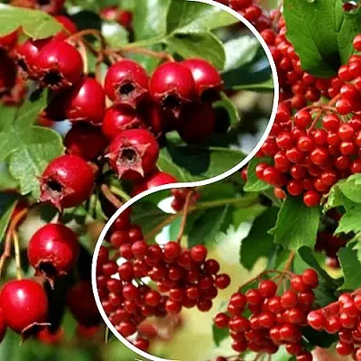 Комплект БУДЬ ЗДОРОВ в Томске