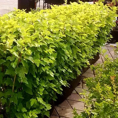 Комплект АНГЕЛ ГОЛД в Томске