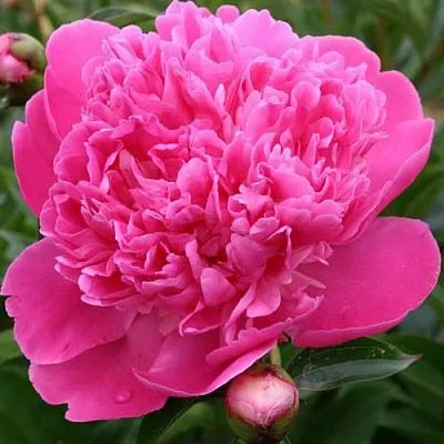 Пион ЭДУЛИС СУПЕРБА травянистый  Пион ЭДУЛИС СУПЕРБА травянистый в Томске