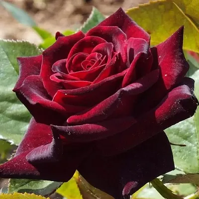 Саженцы роз БЛЭК БАККАРА чайно-гибридная в Томске