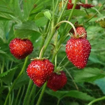 Земляника АЛЬПИЙСКАЯ  Земляника АЛЬПИЙСКАЯ в Томске