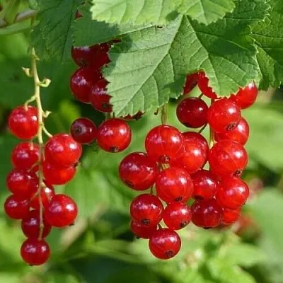 Смородина красная РОНДОМ  Смородина красная РОНДОМ в Томске