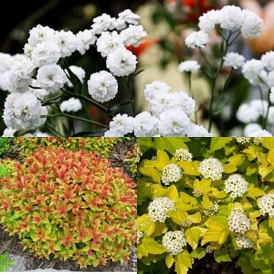 Комплект СОЛНЕЧНЫЙ МИКС в Томске