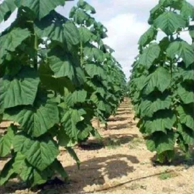 Павлония ПАО ТОГН Z07 — описание сорта Павлония ПАО ТОГН Z07 в Томске