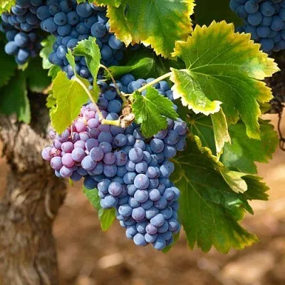 Виноград ЗИЛГА в Томске