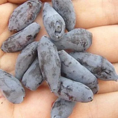 Жимолость съедобная ЧУЛЫМСКАЯ  Жимолость съедобная ЧУЛЫМСКАЯ в Томске