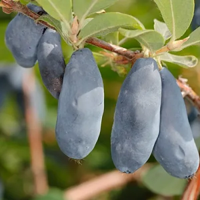 Жимолость съедобная СИНИЙ УТЕС  Жимолость съедобная СИНИЙ УТЕС в Томске