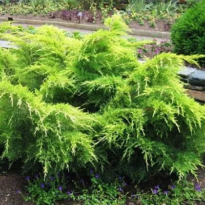 Можжевельник ГОЛД КОСТ средний  Можжевельник ГОЛД КОСТ средний в Томске