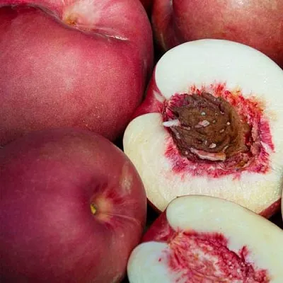 НЕКТАПЛЮМ  НЕКТАПЛЮМ в Томске