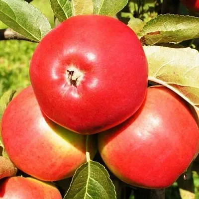 Яблоня СЯБРЫНА  Яблоня СЯБРЫНА в Томске