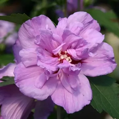 Гибискус АРДЕНС сирийский в Томске