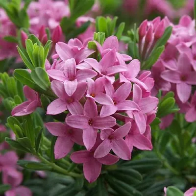 Волчеягодник КОЛЛИНА ГАРАЛЕНС  Волчеягодник КОЛЛИНА ГАРАЛЕНС в Томске