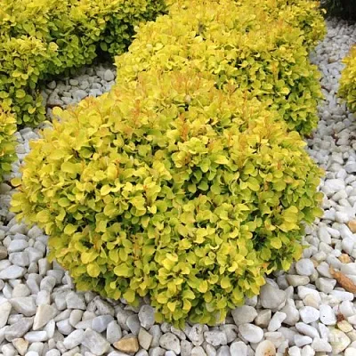 Барбарис БОНАНЗА ГОЛД тунберга  Барбарис БОНАНЗА ГОЛД тунберга в Томске