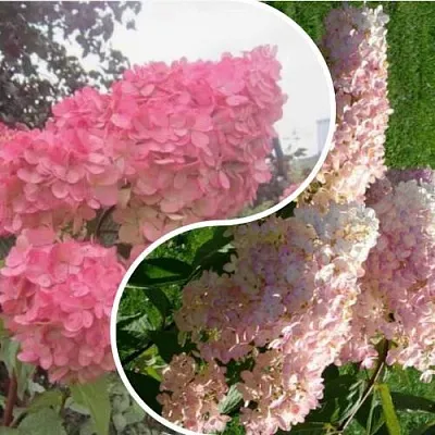 Комплект МНОГОГРАННОСТЬ в Томске