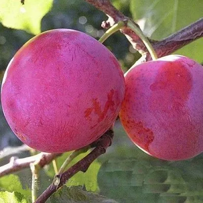 Слива ДЕЛИКАТНАЯ  Слива ДЕЛИКАТНАЯ в Томске