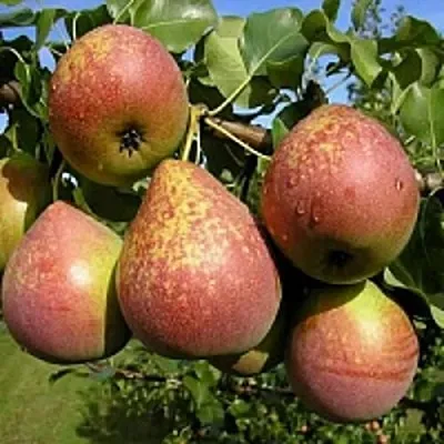 Груша МРАМОРНАЯ в Томске