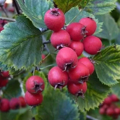 Боярышник АРНОЛЬДА  Боярышник АРНОЛЬДА в Томске