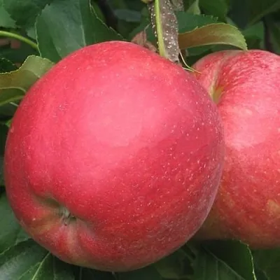 Яблоня РУБИН  Яблоня РУБИН в Томске