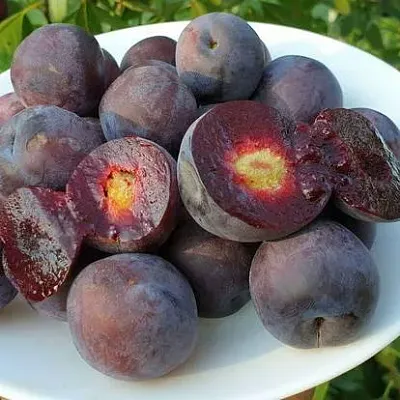 Сливово-вишневый гибрид МЕЙНОР  Сливово-вишневый гибрид МЕЙНОР в Томске