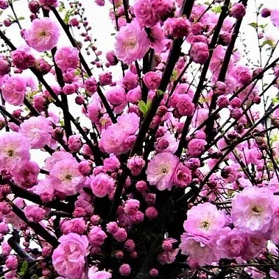 Миндаль  Миндаль в Томске