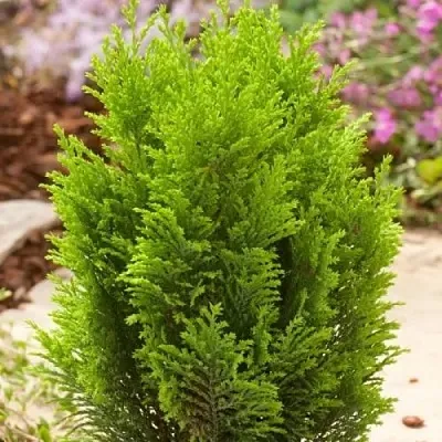 Кипарисовик ЭЛВУДИ ГОЛД лавсона  Кипарисовик ЭЛВУДИ ГОЛД лавсона в Томске